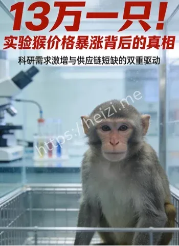 实验猴价格暴涨13万